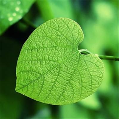 加拿大28手机app下载